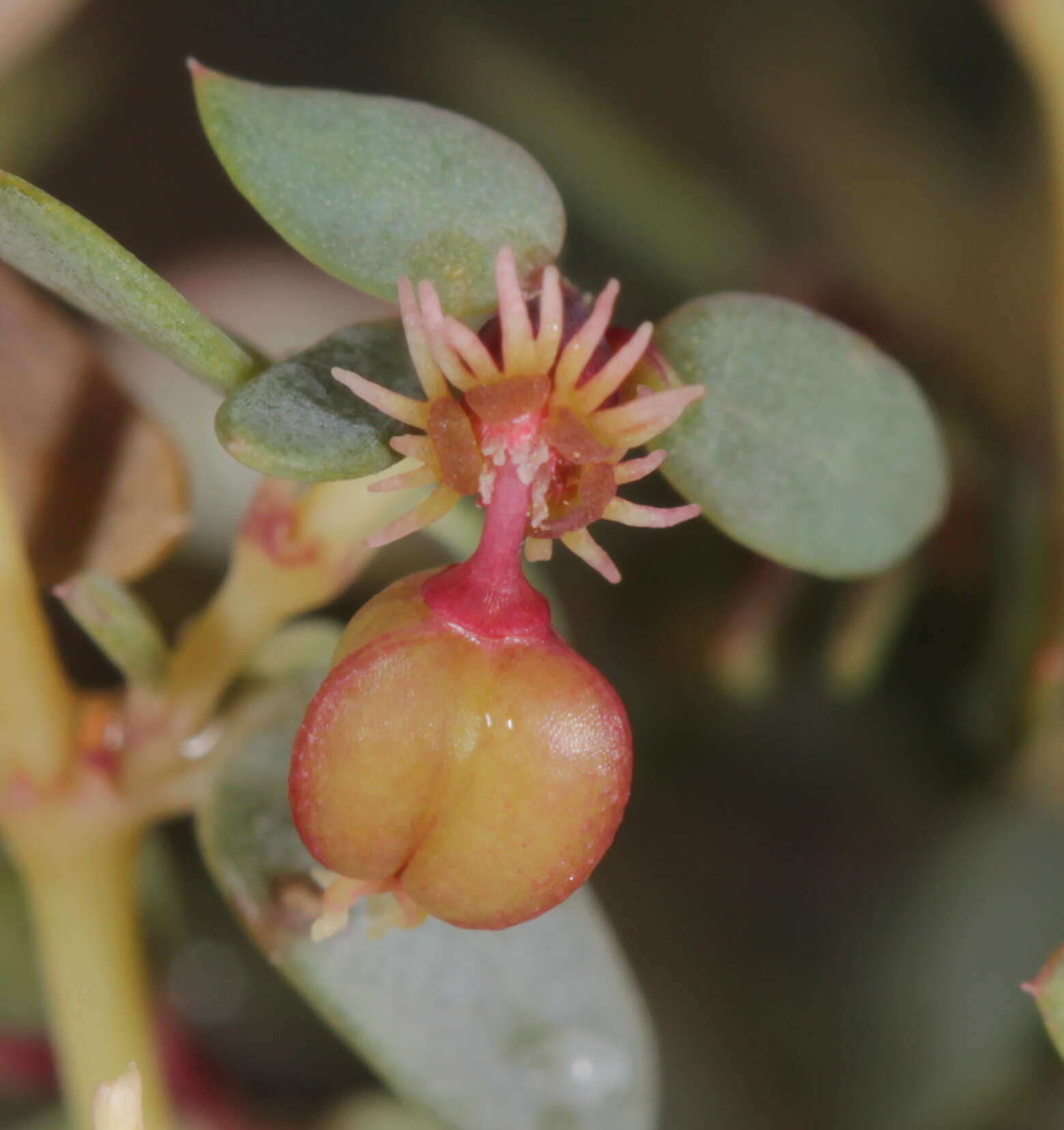 Слика од Euphorbia chaetocalyx var. triligulata (L. C. Wheeler) M. C. Johnst.