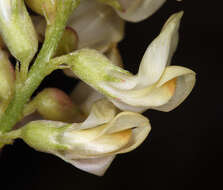 Astragalus douglasii var. douglasii resmi