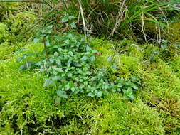 Image of Hornemann's Willowherb