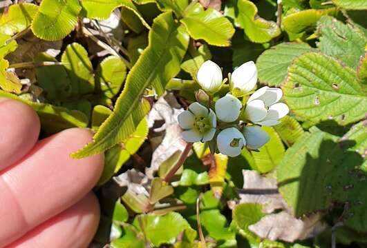 Image de Gentianella chathamica (Cheeseman) T. N. Ho & S. W. Liu