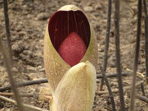 Image of Amorphophallus dracontioides (Engl.) N. E. Br.