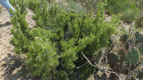 Image of Texas lignum-vitae