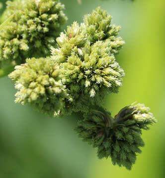 Image of Pale Bulrush