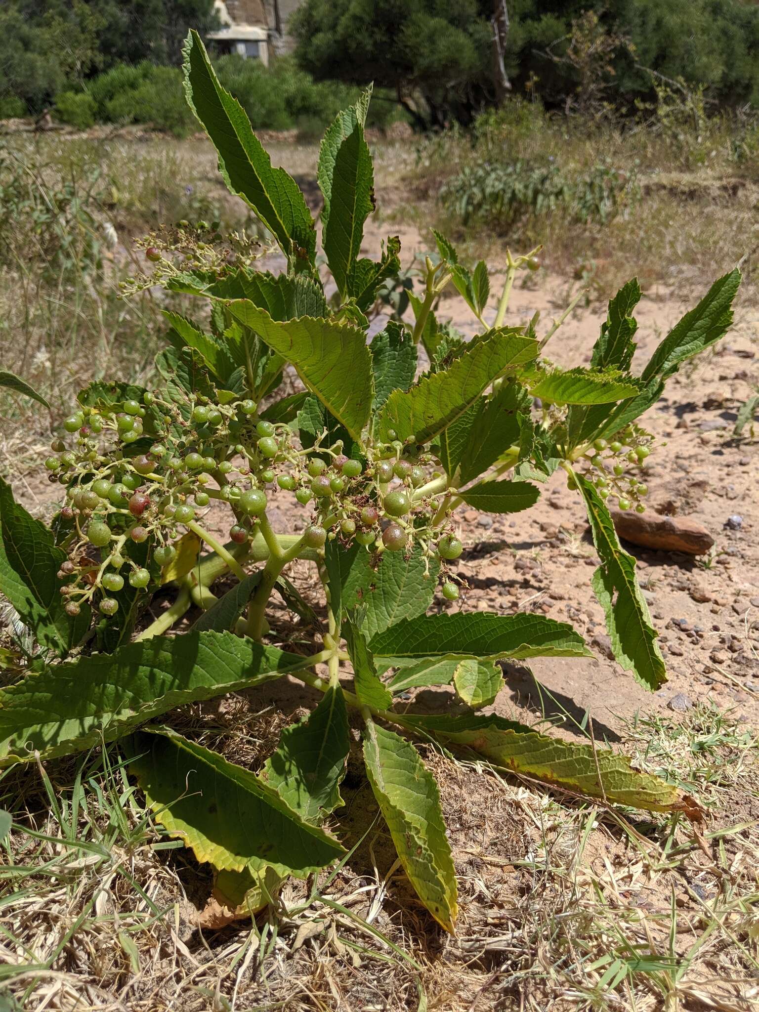 Cyphostemma adenanthum (Fresen.) Descoings resmi