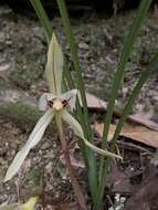 Image of Cymbidium serratum Schltr.