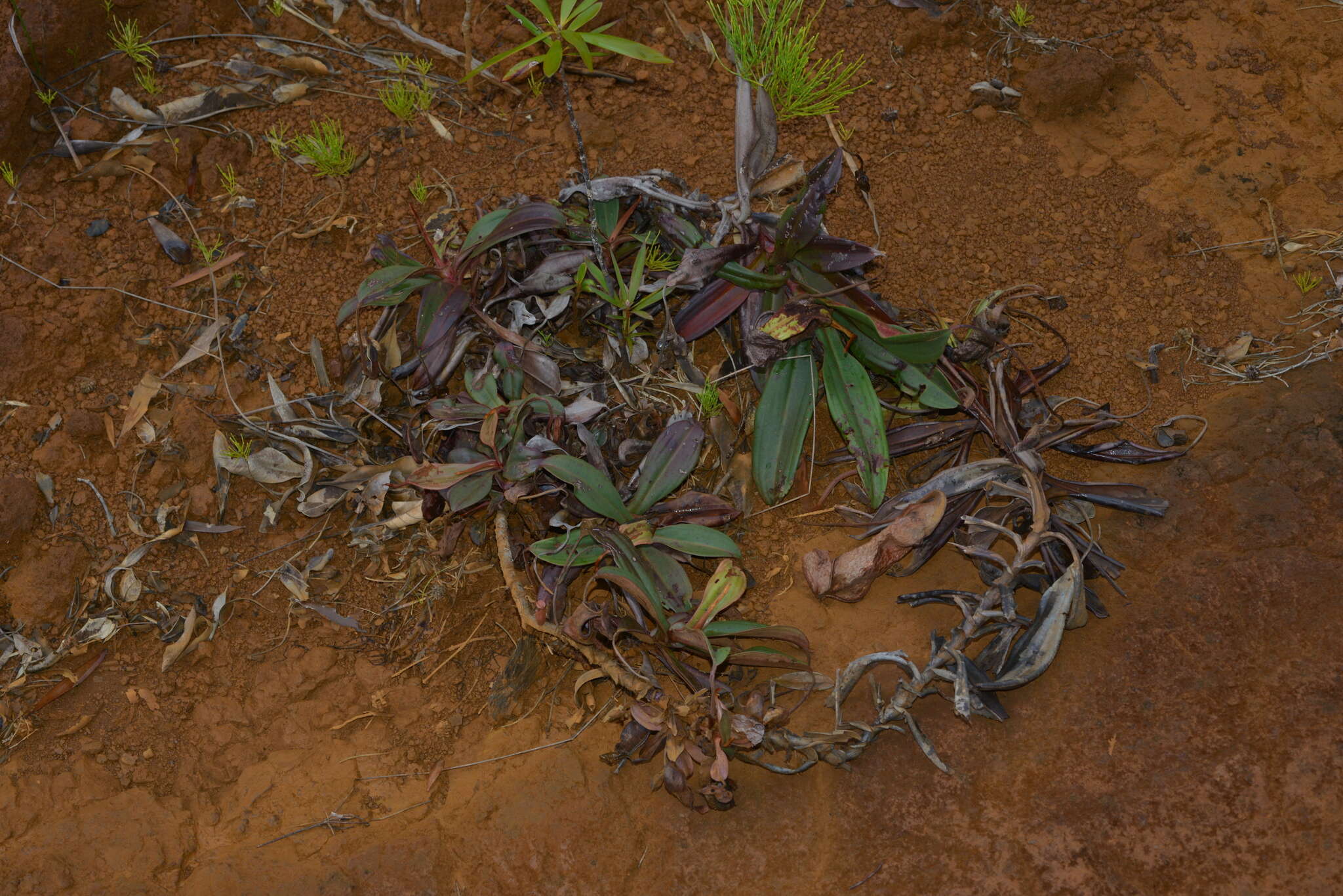Image of Nepenthes vieillardii Hook. fil.