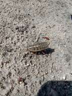 Image of Mardi Gras Cockroach