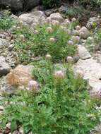 Image of Mexican clammyweed