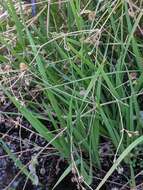 Imagem de Juncus oxymeris Engelm.