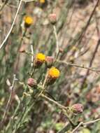 Image of rockloving erigeron