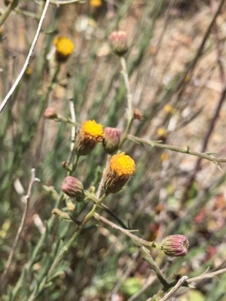 Image of rockloving erigeron