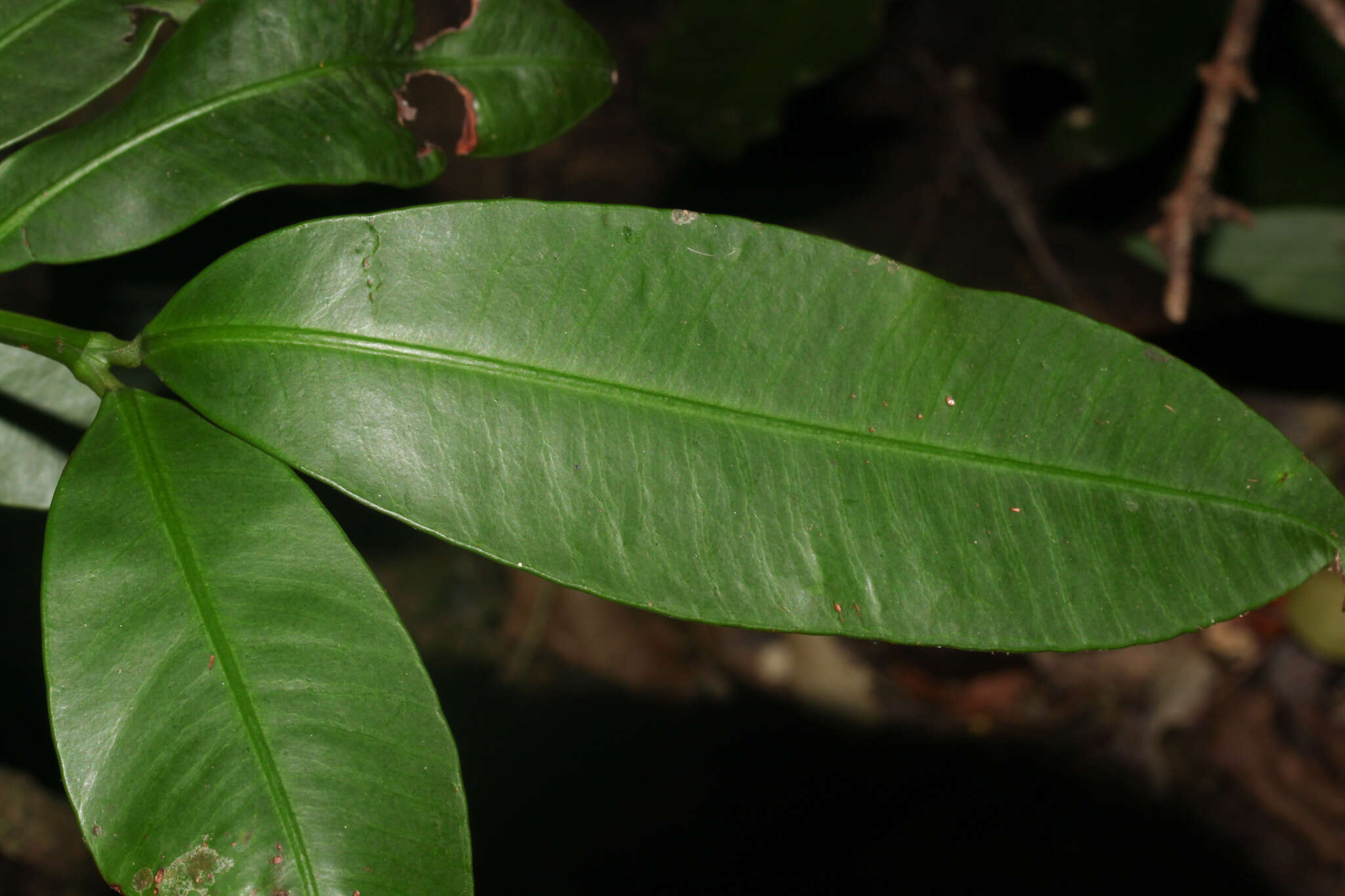 Image de Garcinia intermedia (Pittier) B. Hammel