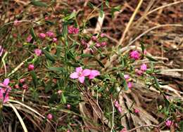 Image of Boronia crenulata Sm.