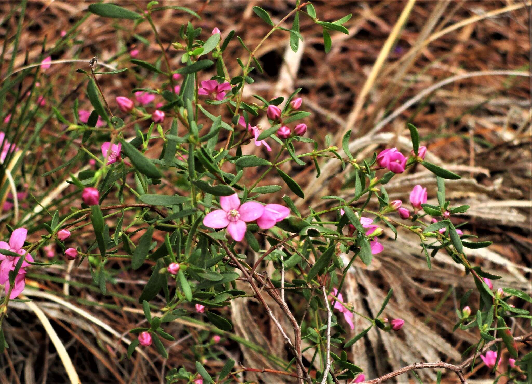 Image of Boronia crenulata Sm.