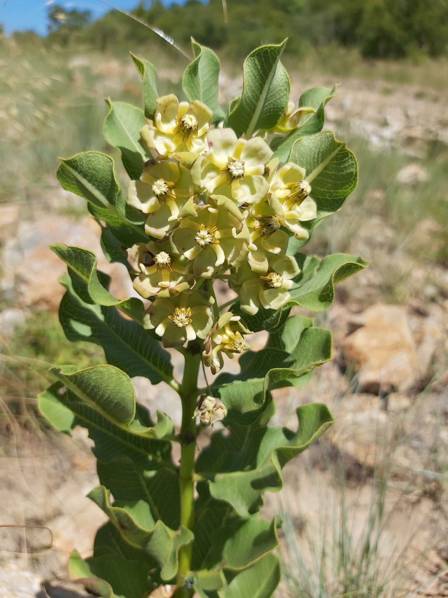 Image of Pachycarpus dealbatus E. Mey.