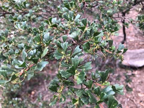 Image de Dodonaea triangularis Lindl.