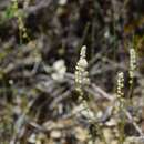 صورة Sesamoides purpurascens (L.) G. López González