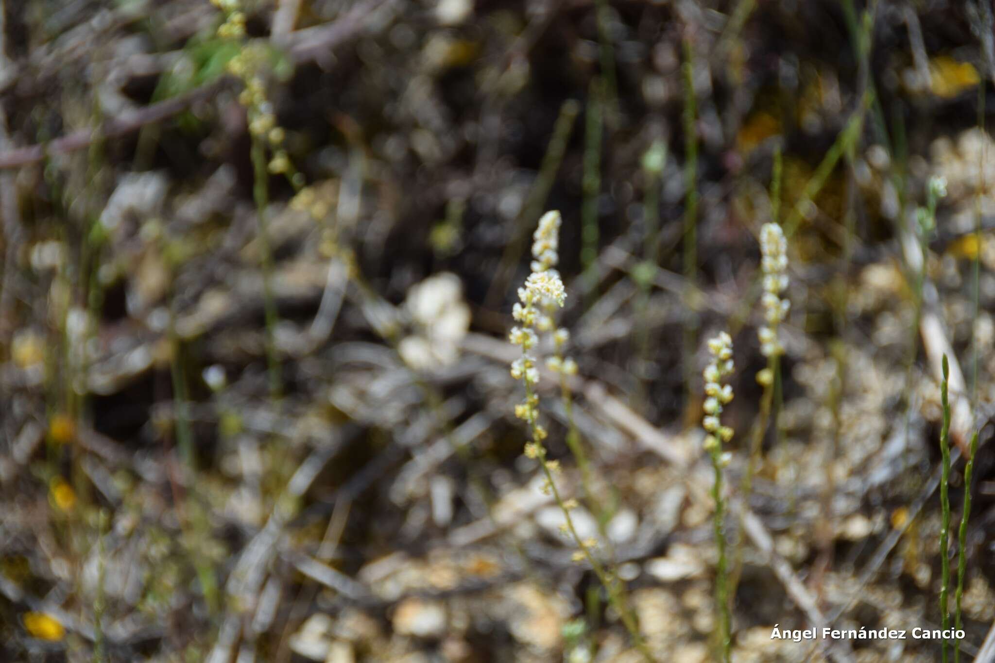 Image of Sesamoides purpurascens (L.) G. López González