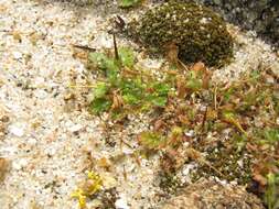 Слика од Erodium maritimum (L.) L'Her.