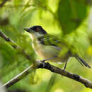 Image of Taraba major semifasciatus (Cabanis 1872)