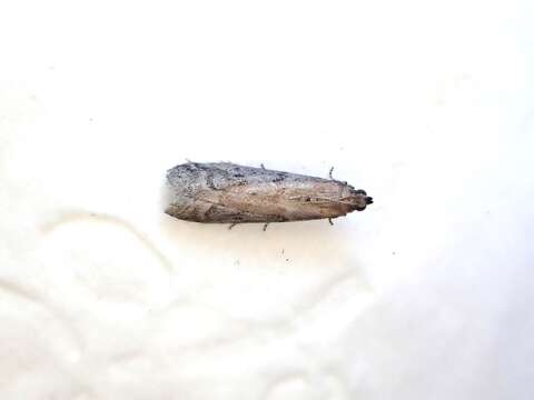 Image of Mediterranean Flour Moth