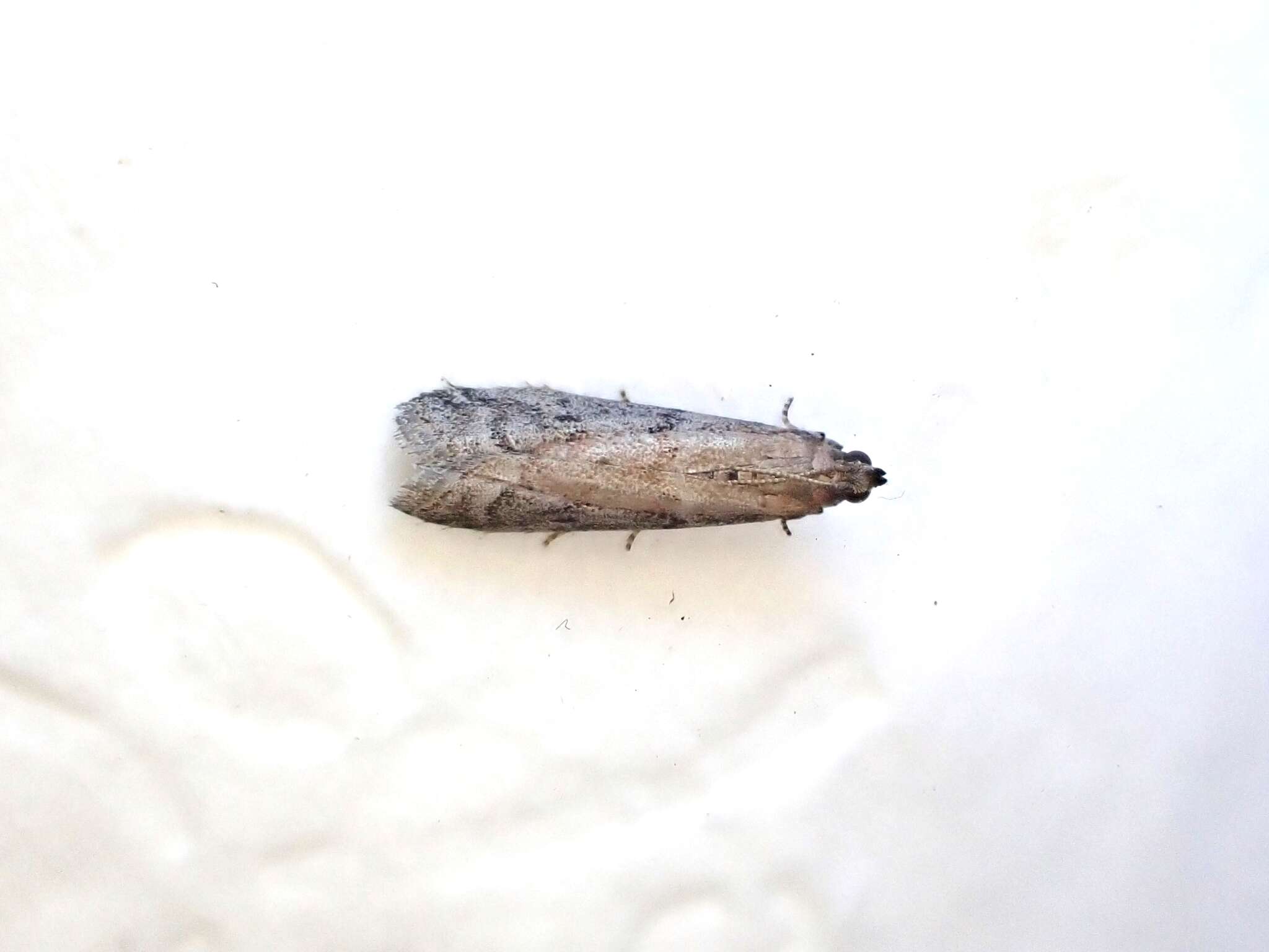 Image of Mediterranean Flour Moth