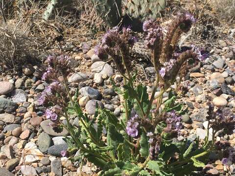 Image of gypsum phacelia