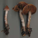 Image of Cortinarius comptulus M. M. Moser 1968