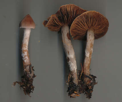 Image of Cortinarius comptulus M. M. Moser 1968