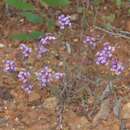 Image of Stylidium imbricatum Benth.