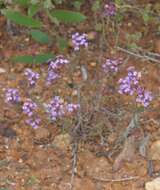 Image of Stylidium imbricatum Benth.