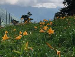 Image of Hemerocallis middendorffii var. esculenta (Koidz.) Ohwi