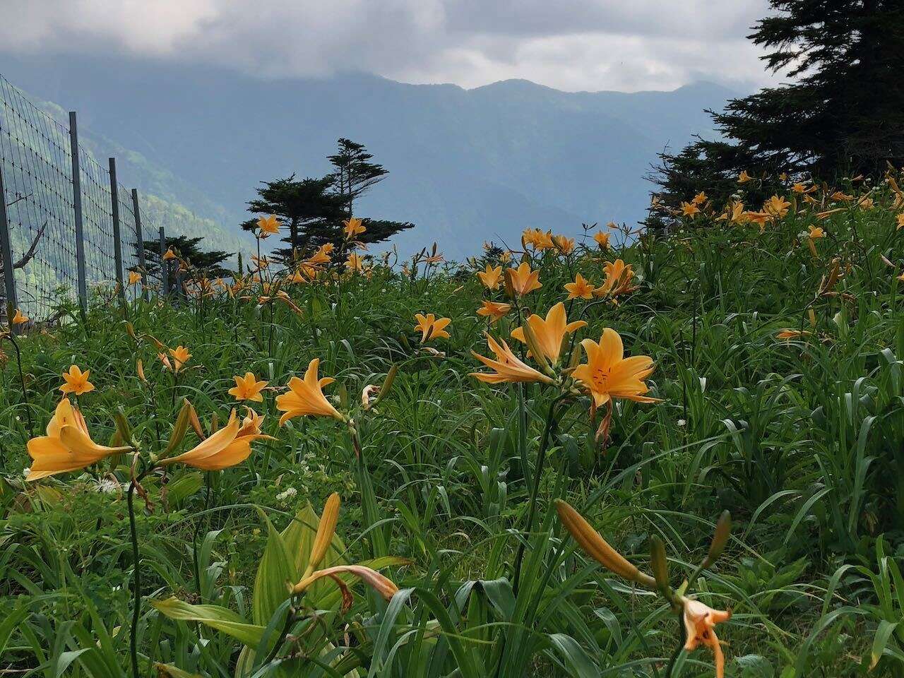 Image of Hemerocallis middendorffii var. esculenta (Koidz.) Ohwi