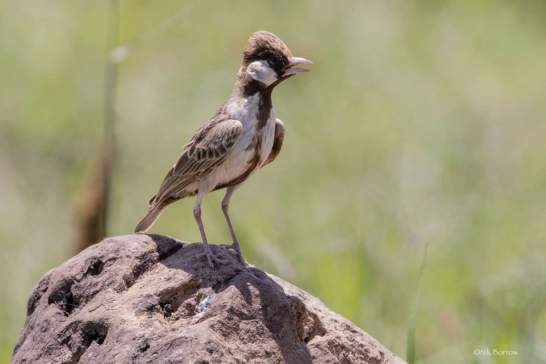 Image de Alouette-moineau de Fischer