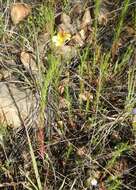 Oenothera linifolia Nutt.的圖片