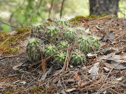 Image de Echinocereus polyacanthus Engelm.