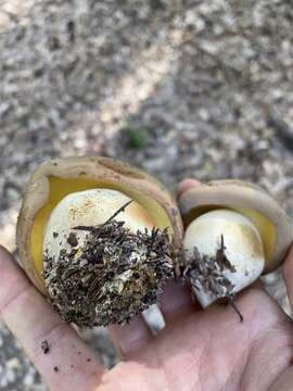 Image de Butyriboletus persolidus D. Arora & J. L. Frank 2014