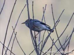 Image of Red-billed Starling