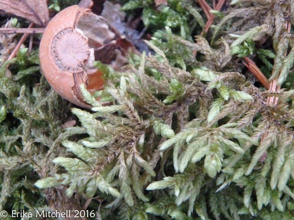 Image of big red stem moss