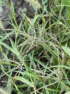 Image of windmill grass