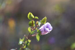 Image of Sturt's desert rose