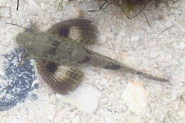 Image of Leopard searobin