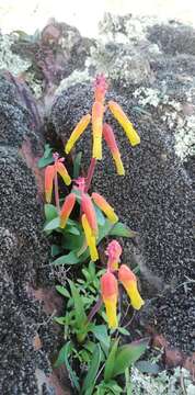 Image of Lachenalia thunbergii G. D. Duncan & T. J. Edwards