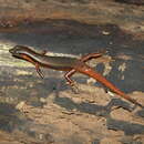 Image of Red-tailed ground skink