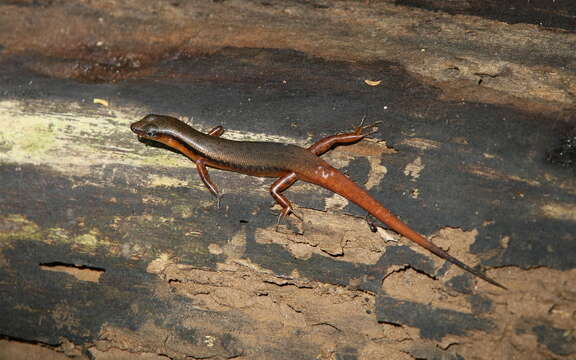 Scincella rufocaudata (Darevsky & Nguyen Van Sang 1983)的圖片