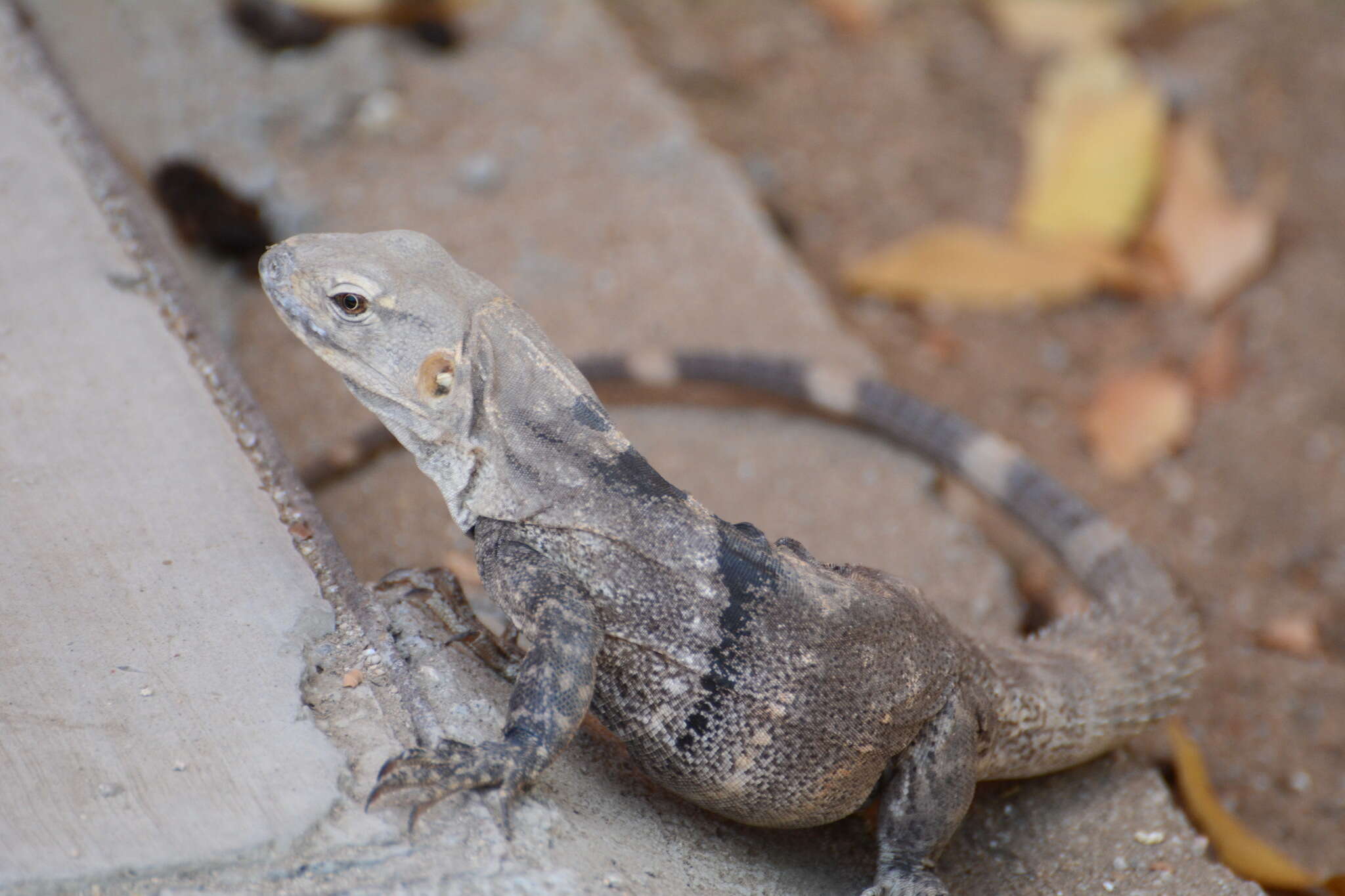 Image of Cape Spinytail Iguana