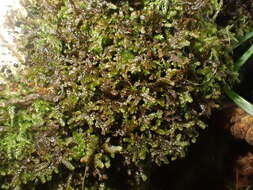 Image of Tamarisk Scalewort