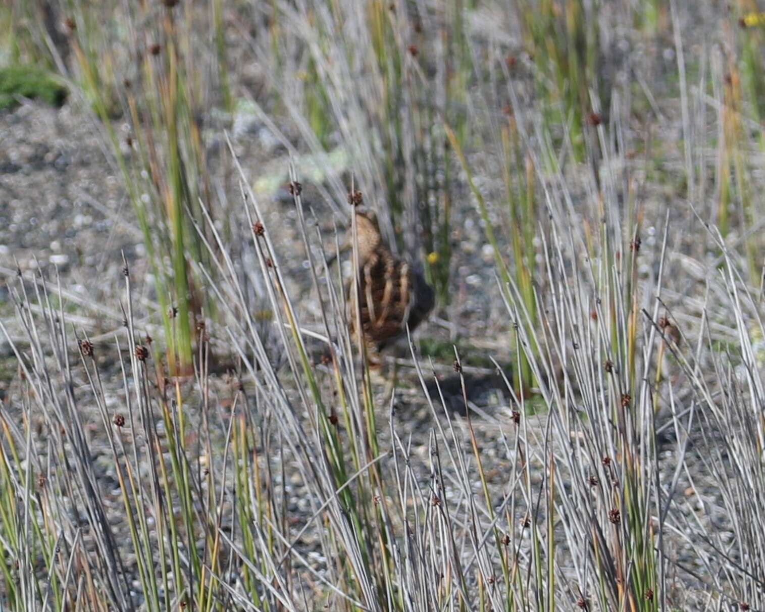 Gallinago magellanica resmi