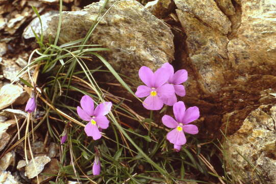 Image of Viola bertolonii Pio