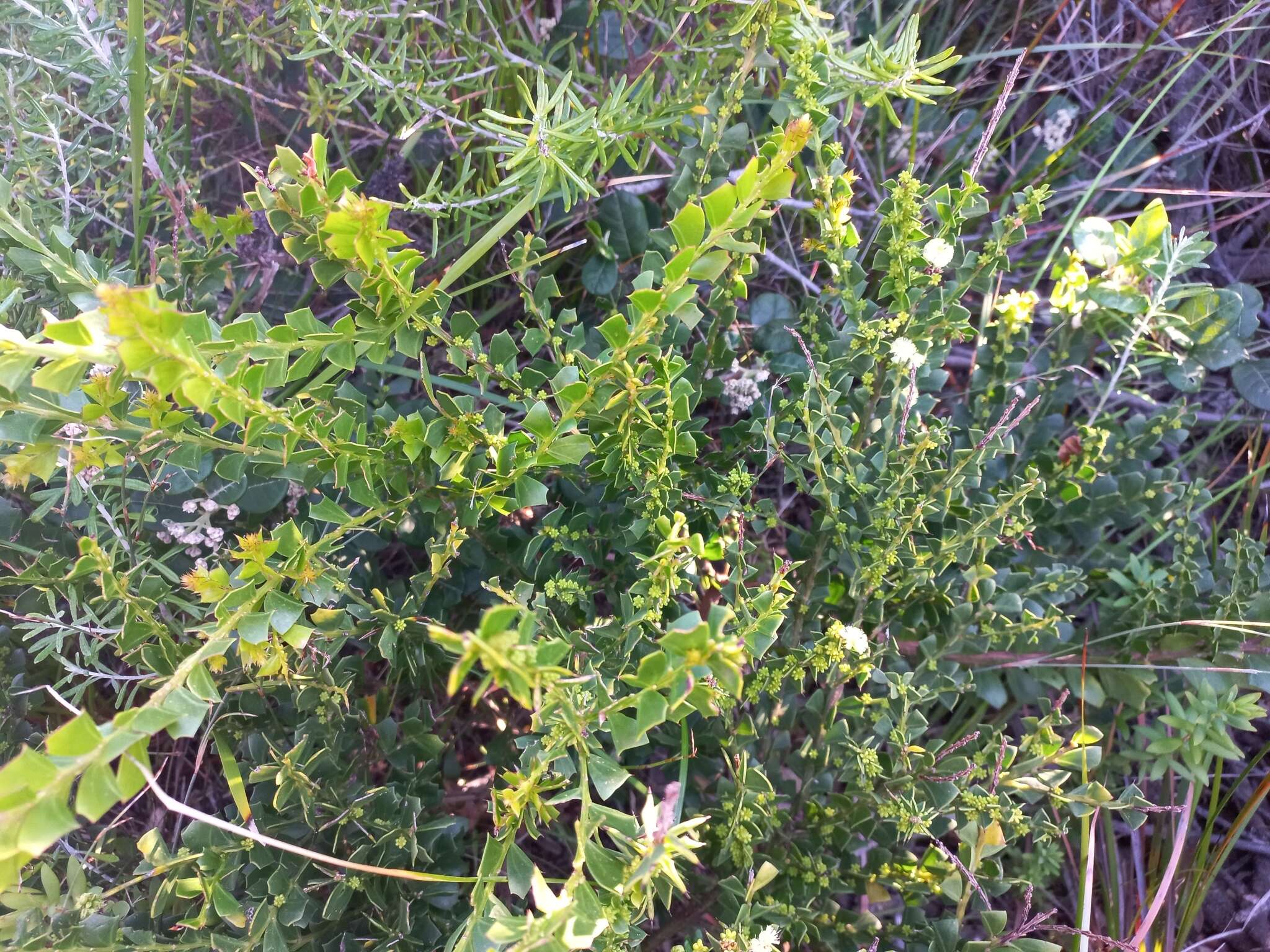 Acacia littorea Maslin的圖片